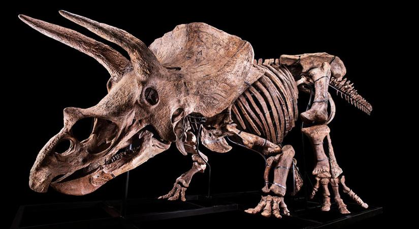 Milliárdokat fizettek egy triceratopszcsontvázért