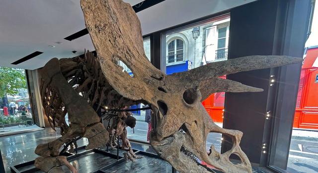 Milliárdokért kelt el a világ legnagyobb triceratops csontváza