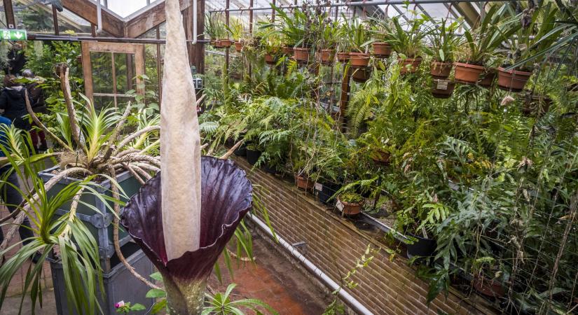 Kinyílt a világ legnagyobb és egyik legbüdösebb virága Hollandiában