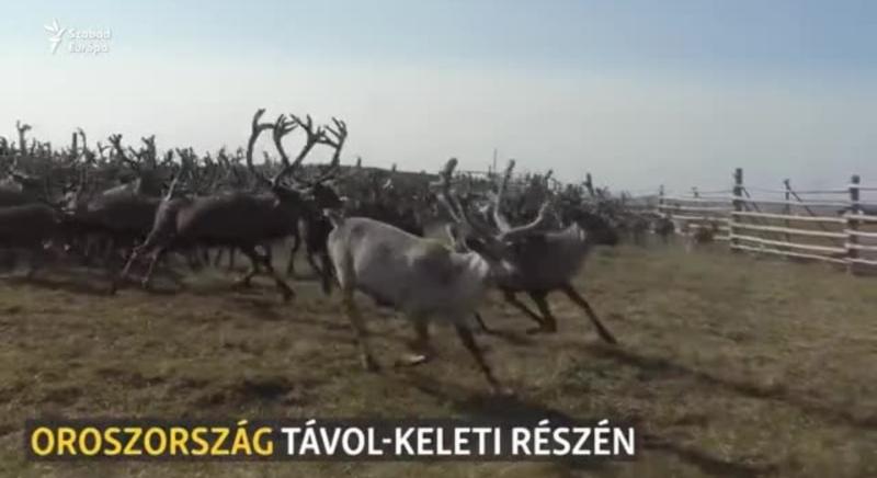 „A rénszarvasok szent állatok” – a pásztorok a túlélésért küzdenek Oroszország távol-keleti részén