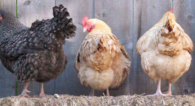 Meglepő: csirkék segítségével állítanák meg a koronavírust a pécsi kutatók