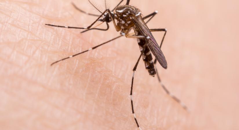 Megszállják Olaszországot az „alien” szúnyogok, veszélyes vírusokat is terjeszthetnek