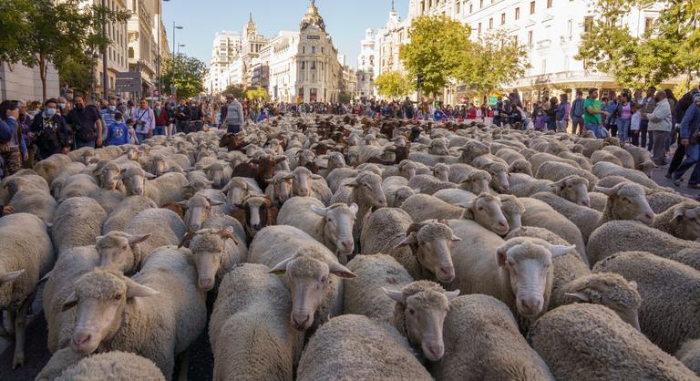 Bárányok és kecskék vonultak végig Madridon