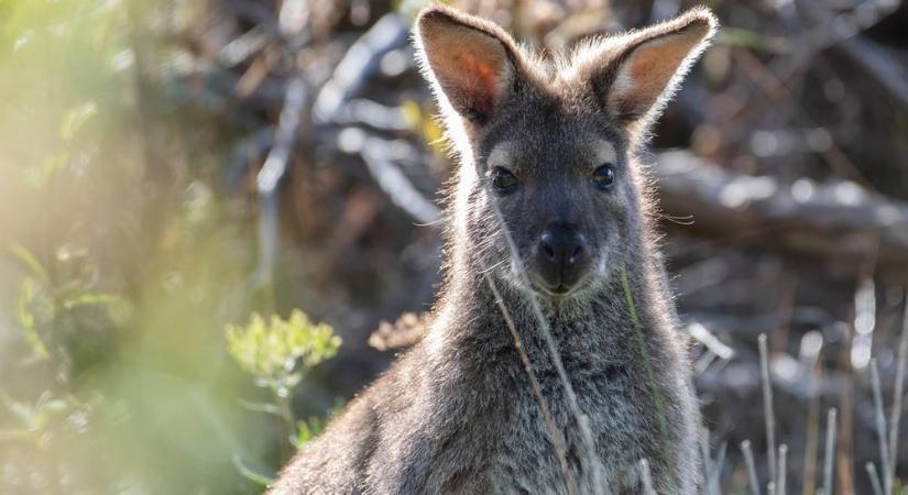 Napokon át próbáltak befogni egy kengurut Vas megyében