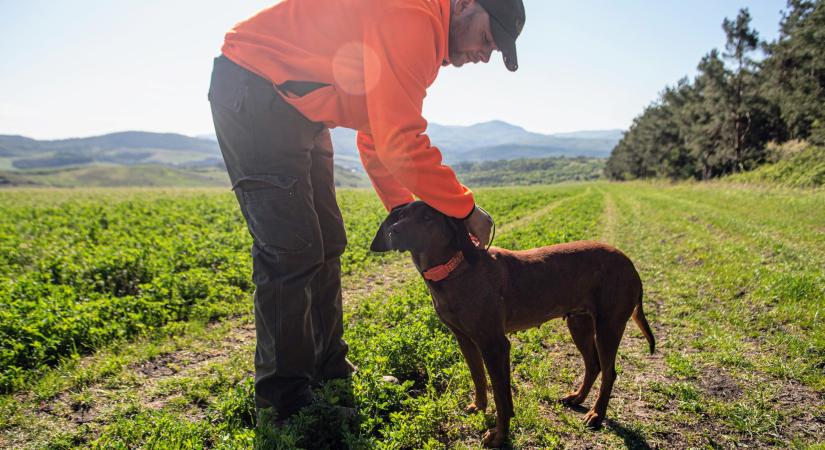 Jól képzett kutyák segítségével keresi és űzi a megsebzett állatokat a nógrádi vadőr