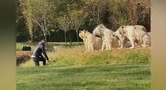 Bemászott a tigrisek kifutójára egy őrült turista - videó