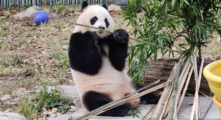 A nap képe, ahogy ez a panda épp bambuszt majszol