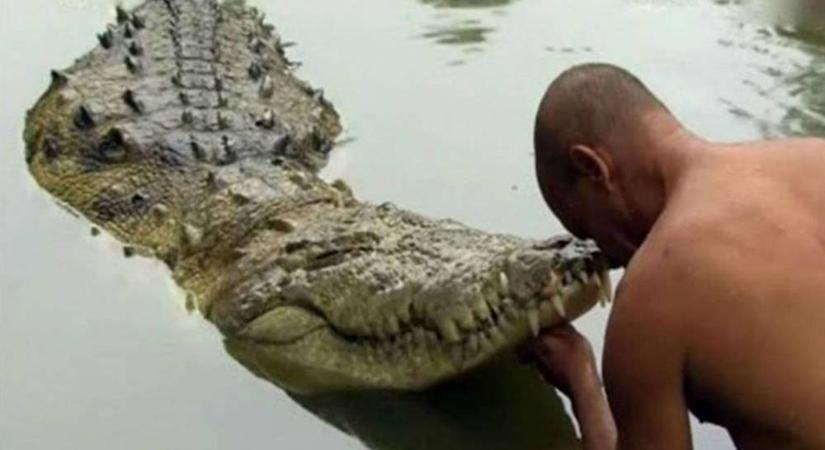 Vegetáriánus krokodil él egy indiai templom mellett