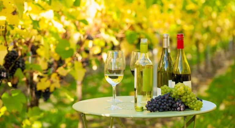 Vallottak a balatoni borászok: szőlészeti rémálom volt az idei év