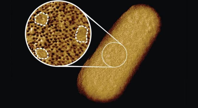 Ez az eddigi legrészletesebb kép egy baktérium felszínéről