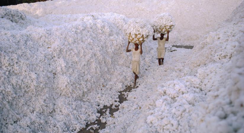 Az egyiptomi gyapottermelők örülhetnek a globális felmelegedésnek - képek