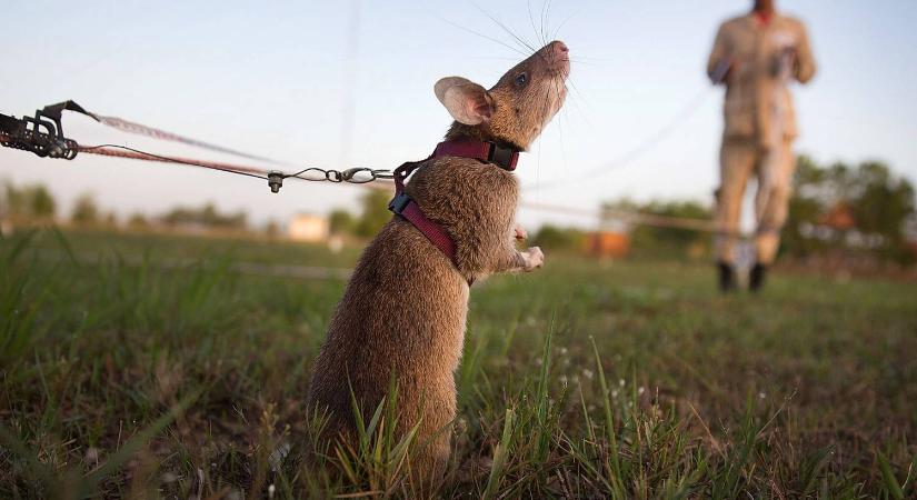 Így mentette meg egy patkány több ezer ember életét: még partit is szerveztek neki