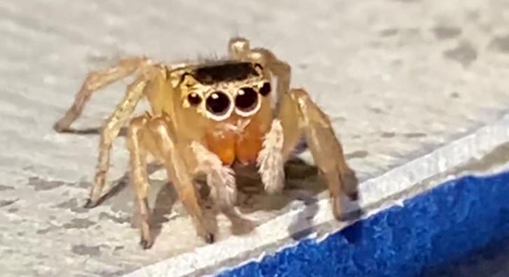 A világ legédesebb Elton John imitátora ez az apró pók