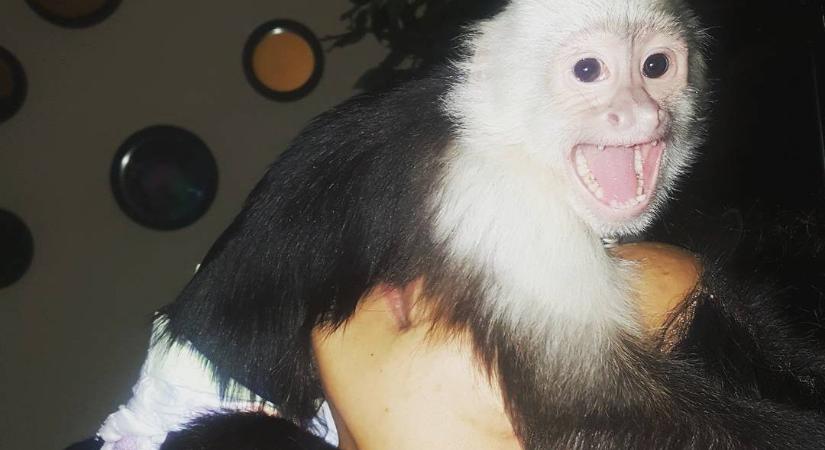 Egy texasi futballedző rúdtáncos barátnőjének majma megharapott egy gyereket halloweenkor