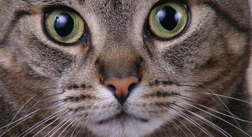 Levágták egy macska lábait Cegléden, a feldühödött lakosság 500 ezer forintot gyűjtött a nyomravezetőnek