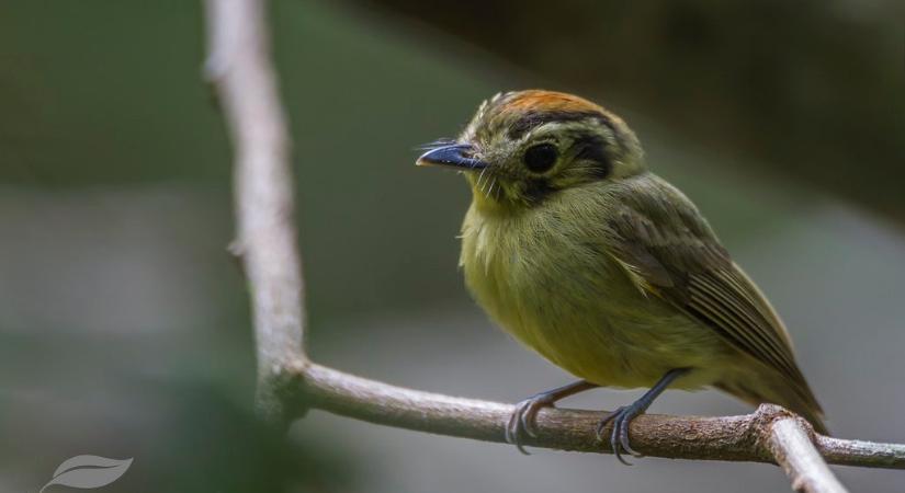 Egyre kisebbek lesznek az Amazonas-medence madarai, és vannak fajok, melynek hosszabb lesz a szárnya