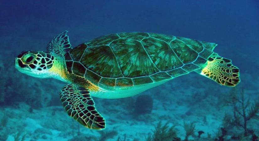 A teknősfajok több mint 50 százaléka veszélyeztetett