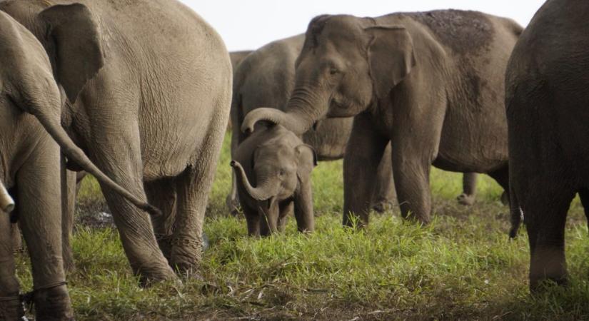 Fél ormányát elvesztette a csapdába esett elefántborjú