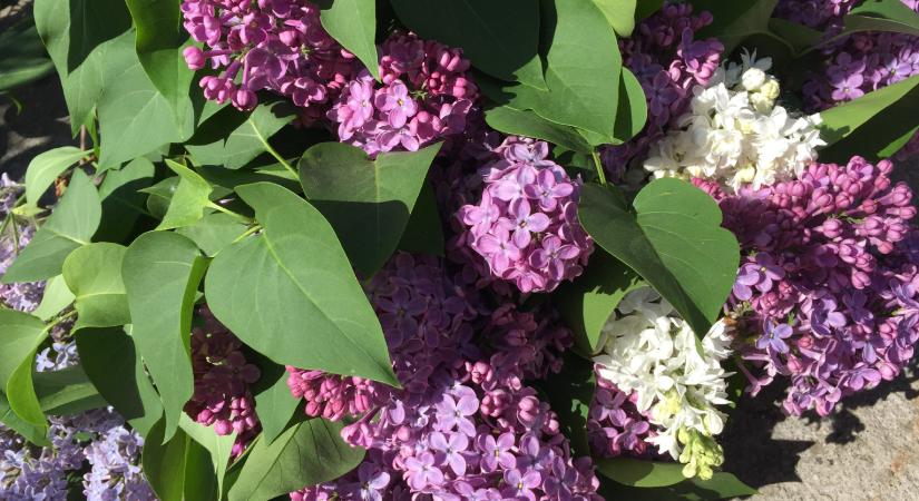 Most elülteted, májusban már virágzik: az orgona, és amit róla tudni kell