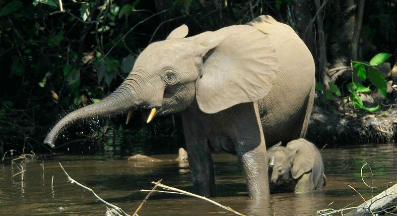 Elefántparadicsom lett Gabonból