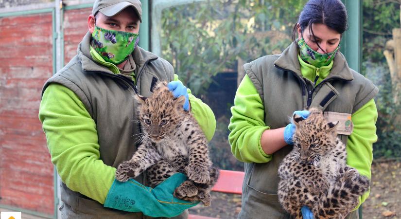 Szavazzatok a budapesti leopárdkölykök nevére