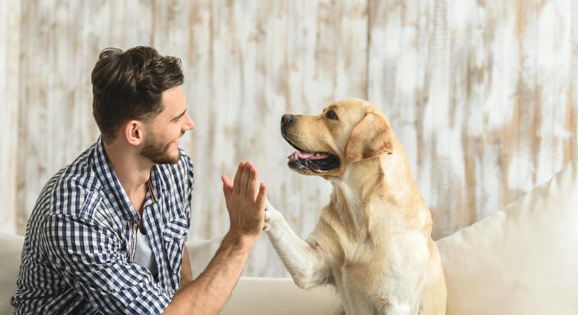 Kutyatartás – könnyen hatósági ügy lehet belőle