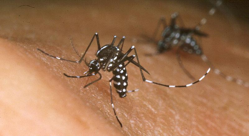 Géntámadással irthatják ki a veszélyes betegségeket terjesztő szúnyogokat
