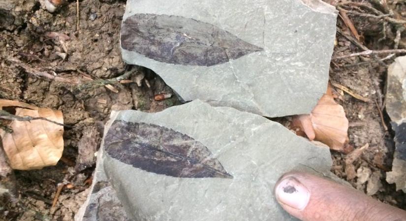 90 millió éves lelőhelyre bukkantak magyar paleontológusok