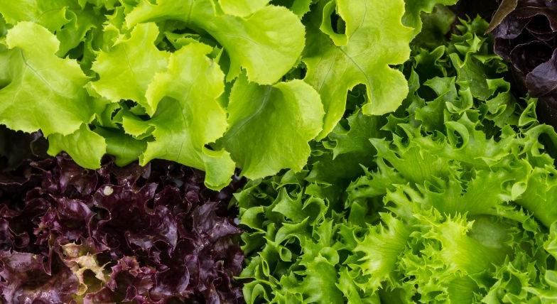 Hogy kerül a saláta az asztalra? A minőségi élelmiszer-előállítás kihívásai