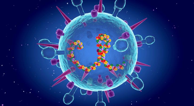 A vírusfertőzés lefutását szimuláló modellt készítettek az SZTE kutatói