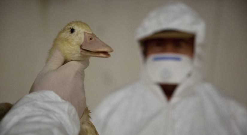 Két újabb megyében jelent meg a madárinfluenza