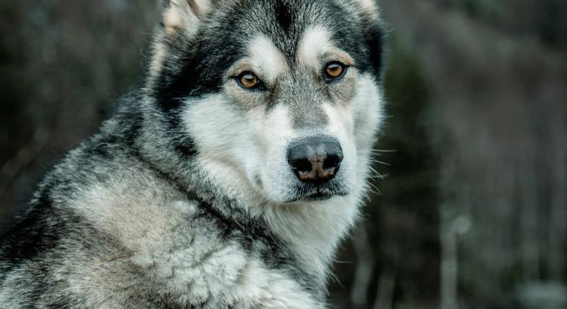 10 kutya, amik élvezik a hosszú, téli sétákat - galéria