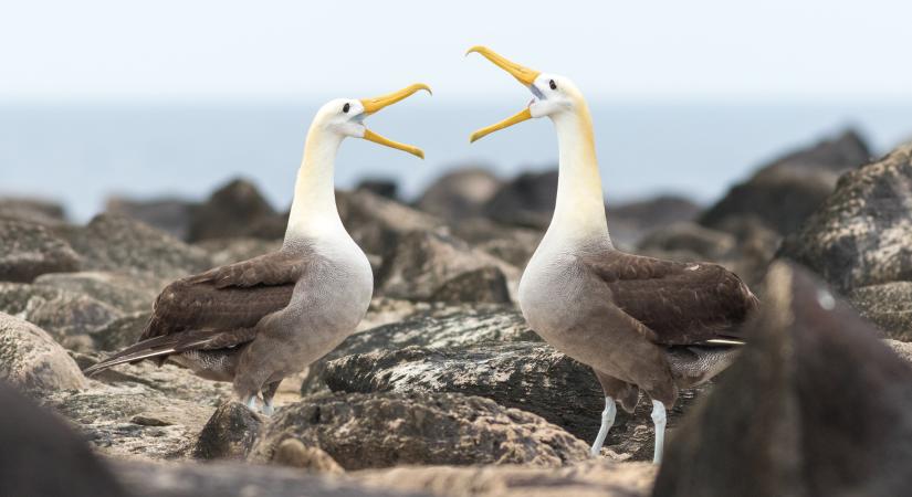 Több a válás az albatroszpároknál a táplálék csökkenése miatt