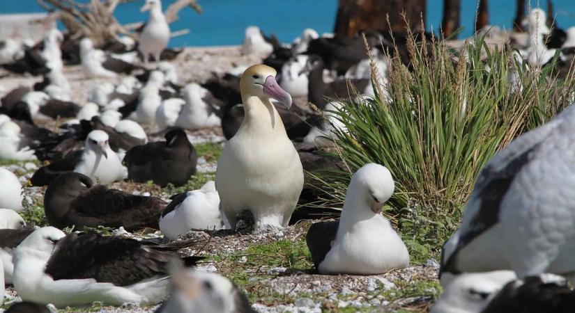 “Elválnak” az albatroszpárok az óceánok felszíni hőmérsékletének emelkedése miatt