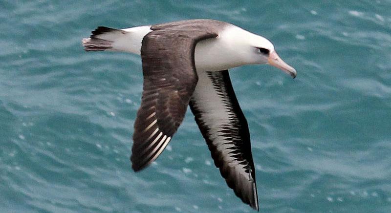 Válásra kényszeríti az óceánok hőmérsékletének emelkedése az albatroszpárokat