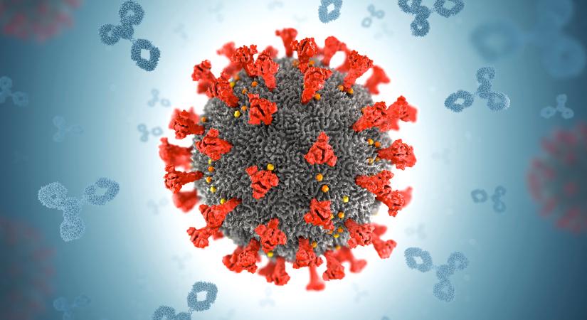 Látványos videó arról, hogyan pusztítja a sejtjeinket a koronavírus