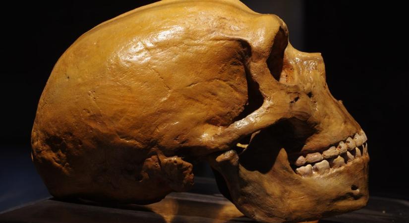 Egy neandervölgyi gyermek tejfogát vizsgálták