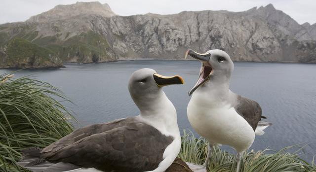 Az óceán hőmérsékletének emelkedése miatt "válnak" az albatroszpárok