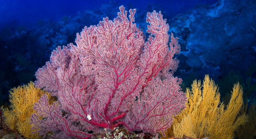 Súlyos korallfehéredés veszélyeztette a Nagy-korallzátonyt: jó hírek érkeztek az állapotáról