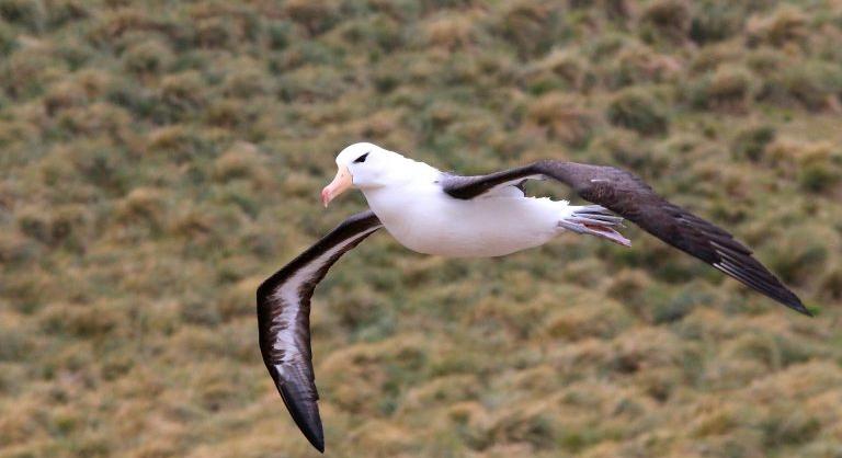 Szakítanak a monogám albatroszok a klímaváltozás miatt