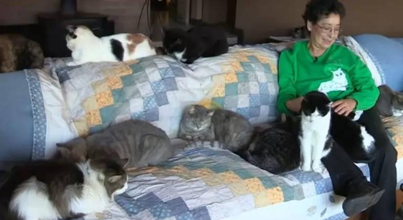 Egyesek bolondnak, mások szentnek tartják: a nő, aki ezer macskával osztja meg otthonát