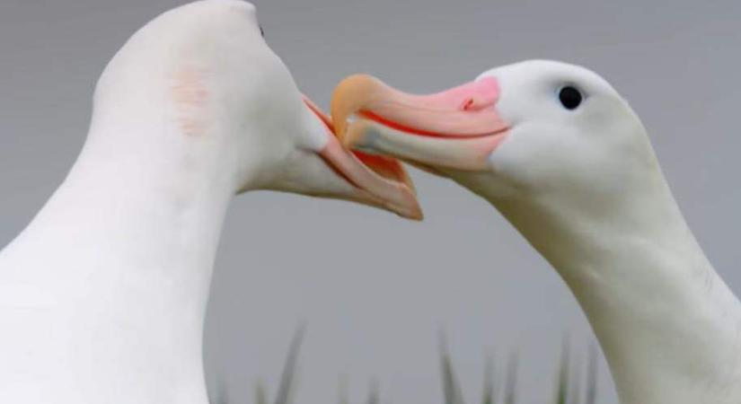Elválnak a felmelegedés miatt a hűségükről ismert albatroszpárok? (videóval)