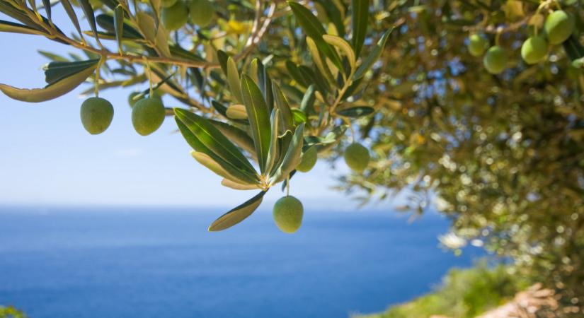Miért annyira drága az olívaolaj?