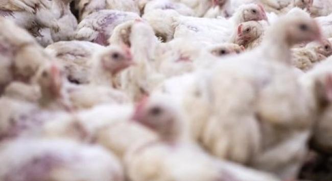 Debreceni válasz az antibiotikumon nevelt csirkékre