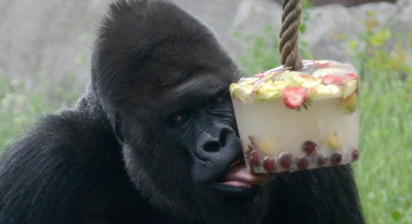 Túl sok nyugati síkvidéki gorilla él az európai állatkertekben, felmerült, hogy leölik a felnőtt hímek egy részét
