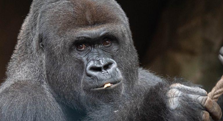 Túl sok a hím gorilla az európia állatkertekben, megölnének néhányat