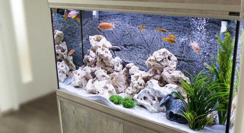 A haltartás 5 titka – Így rendezd be az akváriumot, hogy halaid hosszú életűek legyenek