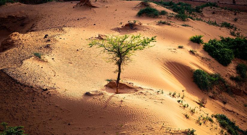 Hopp - 1,8 milliárd fa és bokor lapul a Nyugat-Szaharában, amiről eddig nem is tudtunk