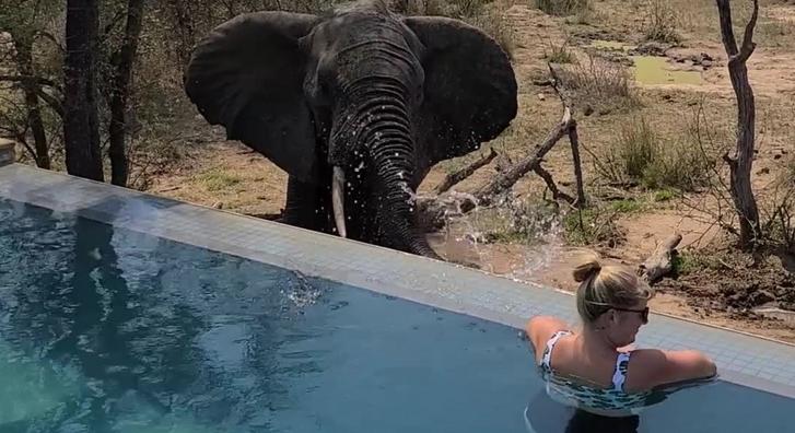Ez ám a vízágyú: elefánt fröcskölte le a medencéző nőt