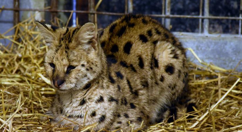 Covidban halt meg a Fővárosi Állatkert befogott macskája